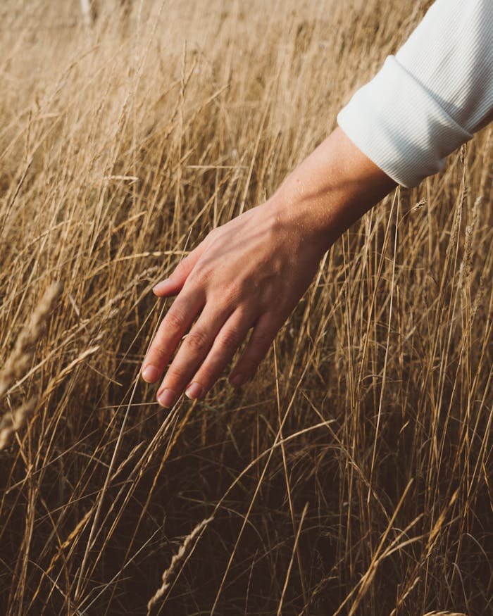 Inicio A hand gently touching golden wheat in a serene rural meadow at sunset, evoking tranquility and natures beauty.