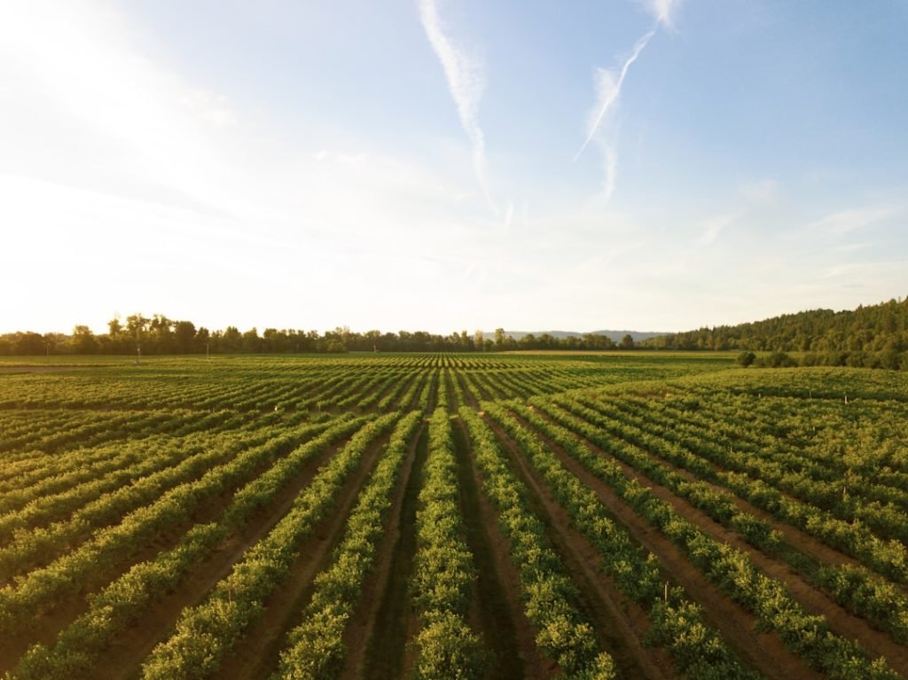 Servicios This shot makes me thirsty! I love how this shot turned out. I was about 10 meters above the ground with my Mavic Pro. This is a small winery in the mid-Willamette Valley outside Salem, Oregon. This is one of the biggest wine-producing areas in the country and it makes for some wonderful evening drone flights.