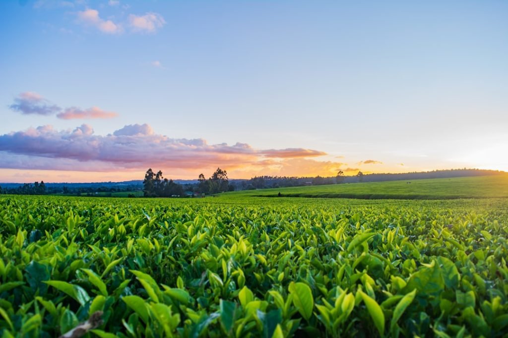 Servicios Sunset over Limuru tea farm